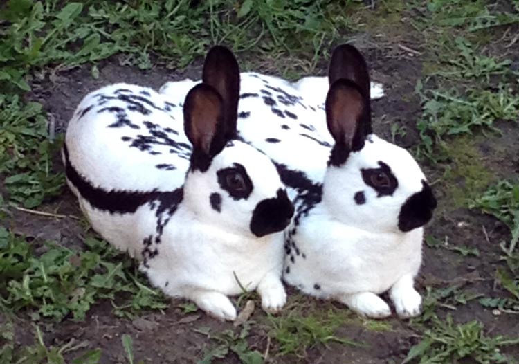 Picture of a Pair of Old English Rabbits