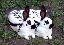 Picture of a pait of old english rabbits